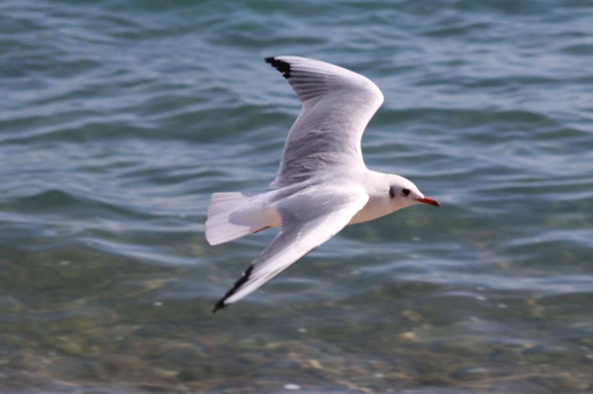    В Нижегородской области купировали очаг высокопатогенного гриппа птиц