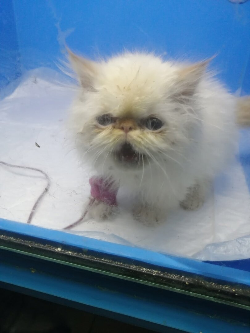 Переливали донорскую кровь