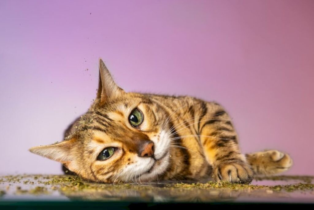    Фото: Andrew Marttila