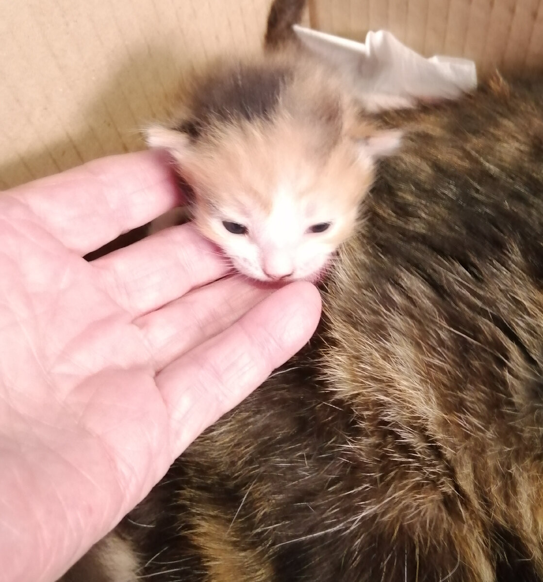 Котята видят свой маленький мир. Фото автора