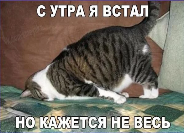 Когда ты каждое утро спящий котик🐈