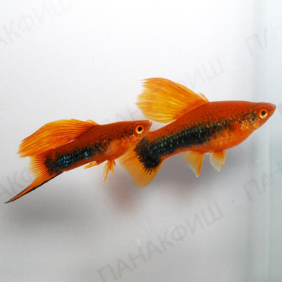 Меченосец тукседо красный флаговый