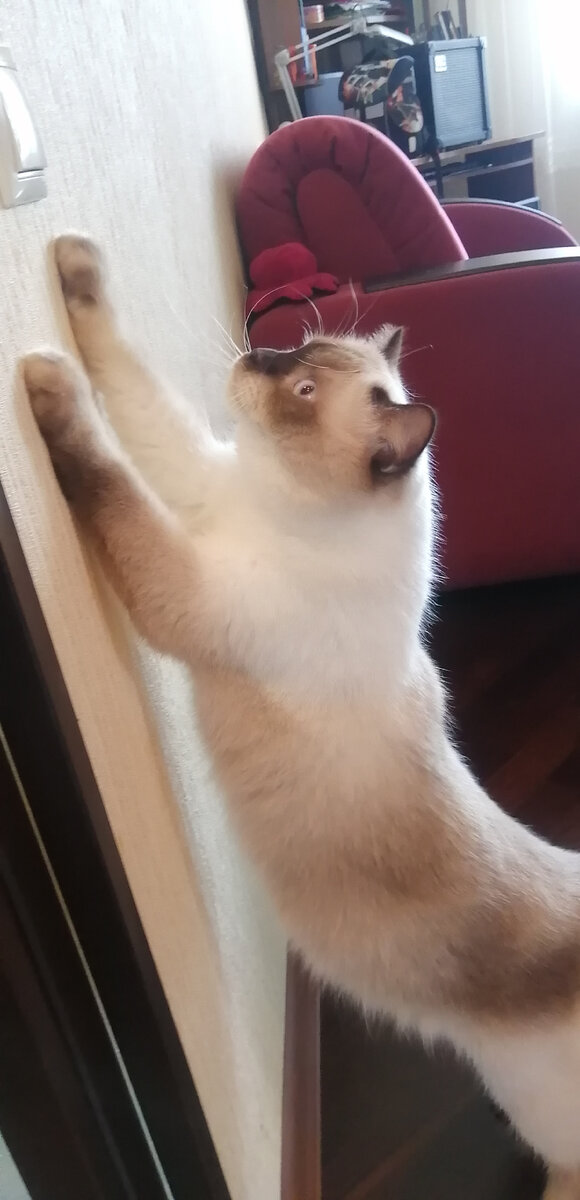 Мяу, хватит спать, включаю свет! 