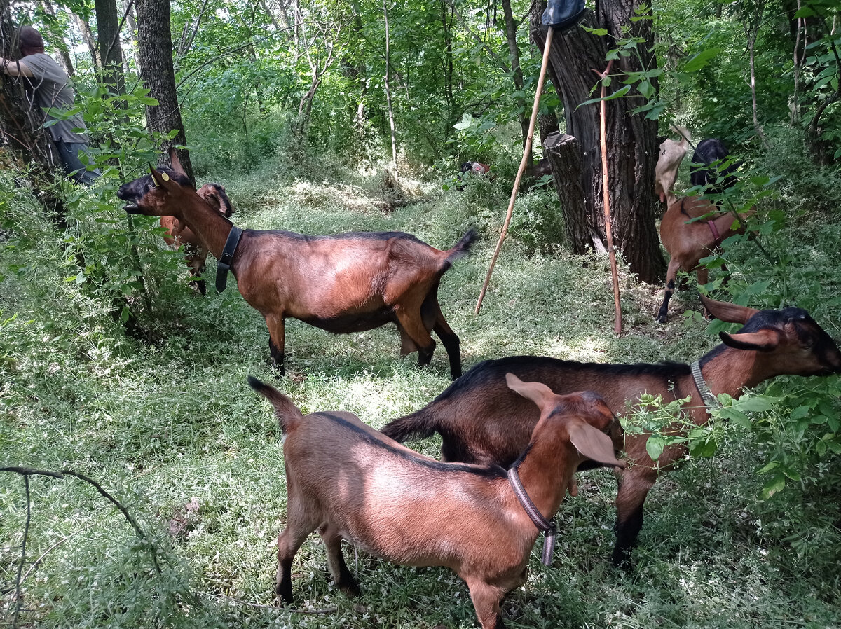 Лада на первом плане, рядом Радан. Позади них главкоза Шати. Гуляли в лесу. 