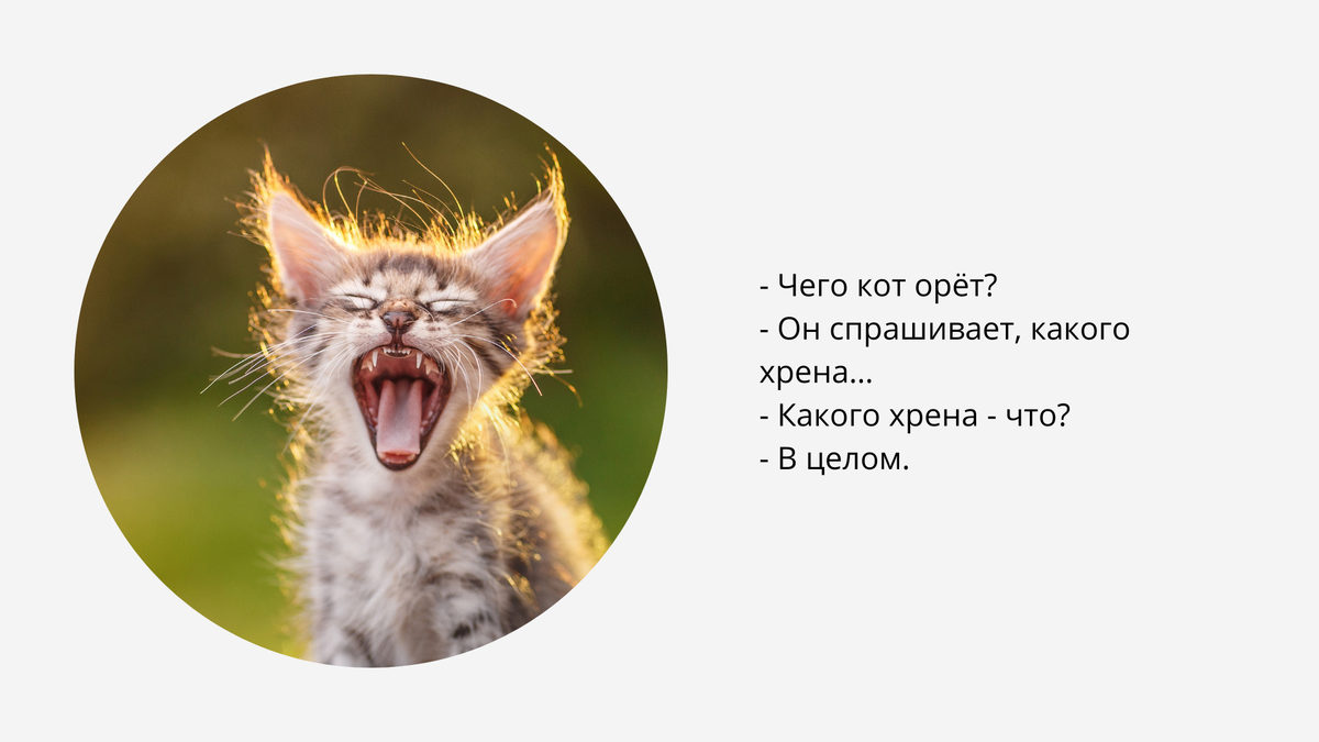 Анекдоты про котов - какого хрена