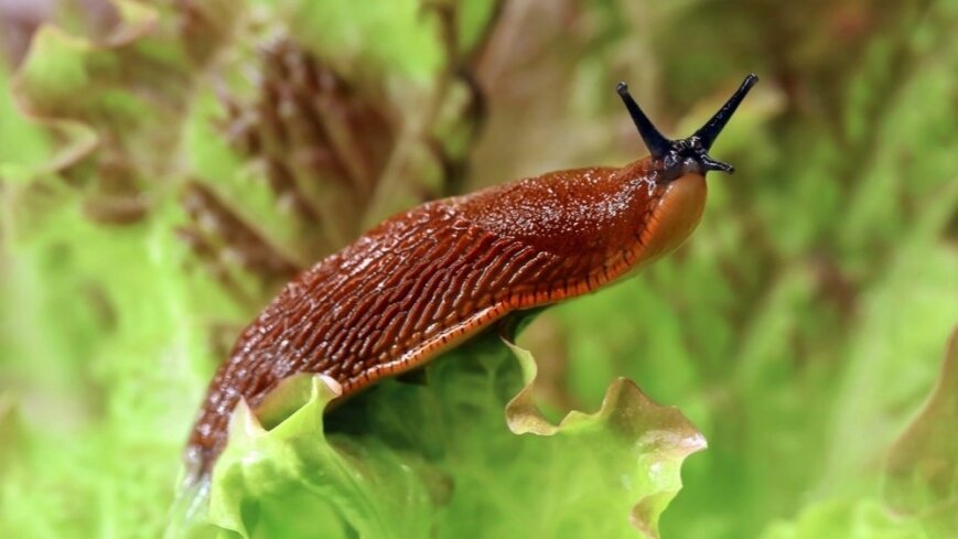  Эти моллюски приносят немало вреда нашим посадкам