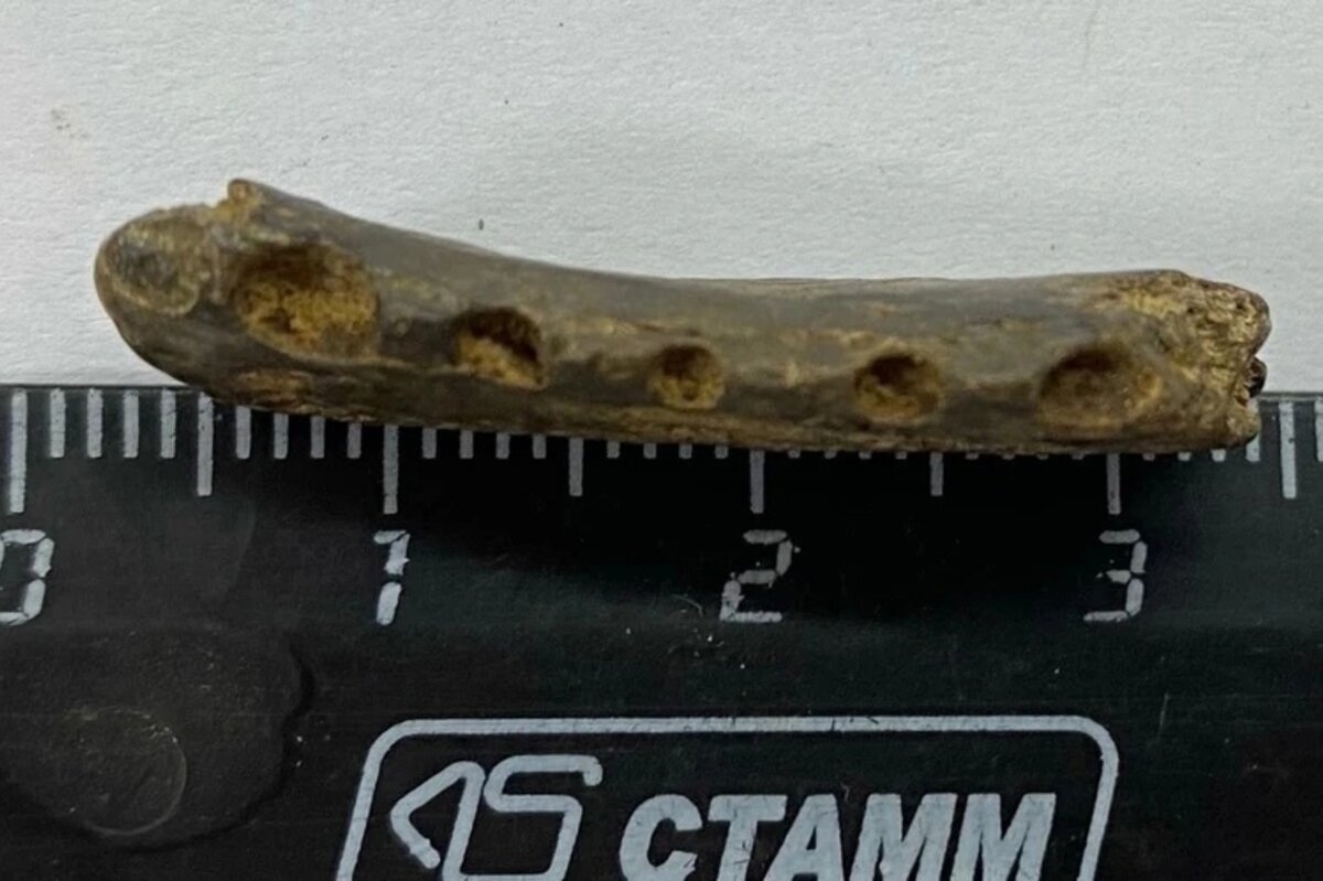    Найденные останки палеогеновых рептилий