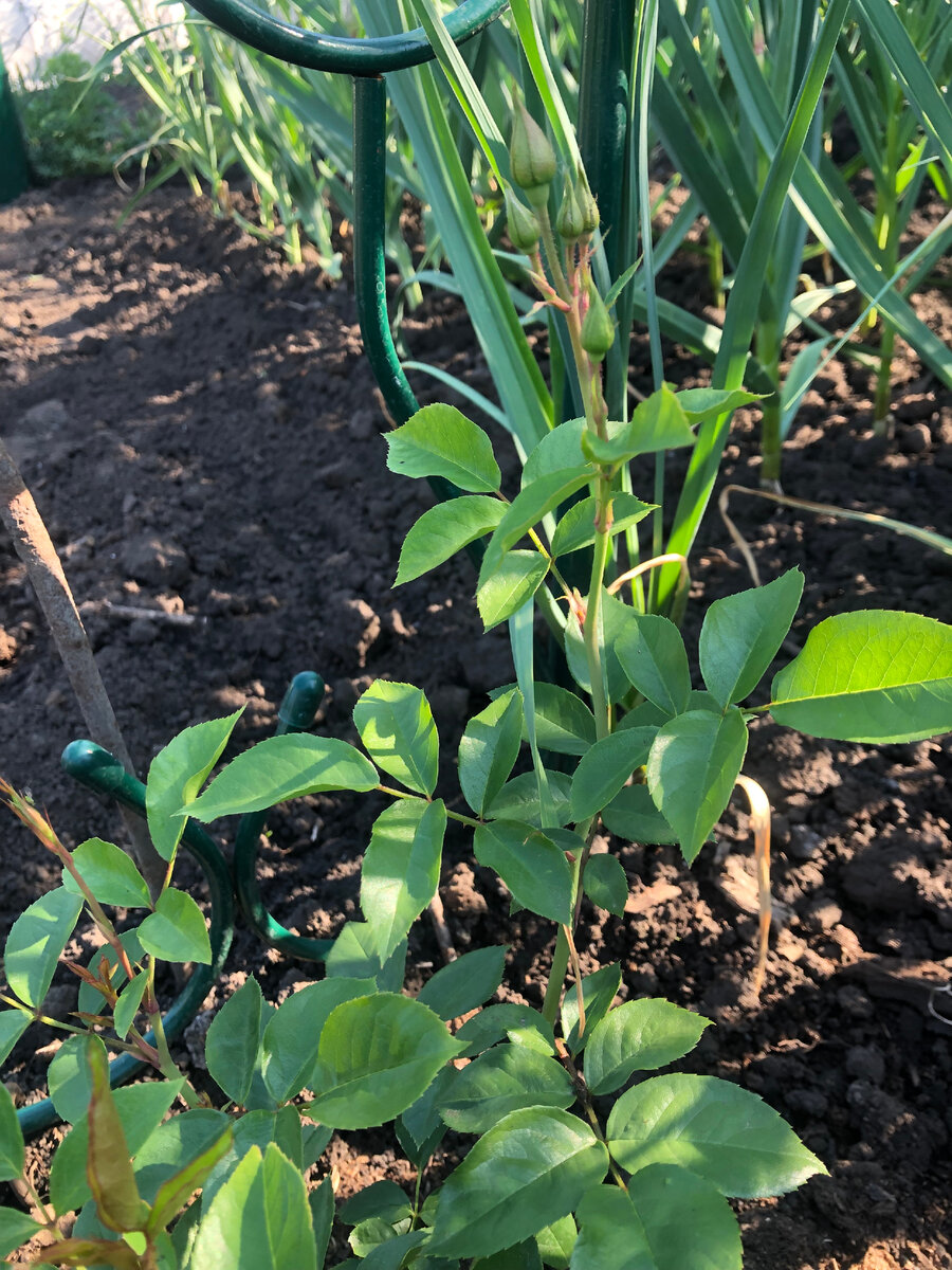 Шнеевитхен.