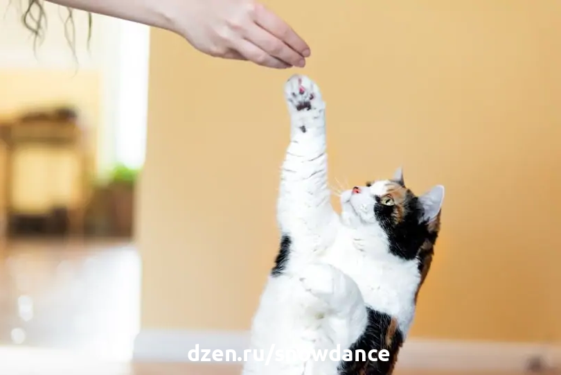 Сколько времени нужно для обучения кошки? 5 советов, как ускорить процесс