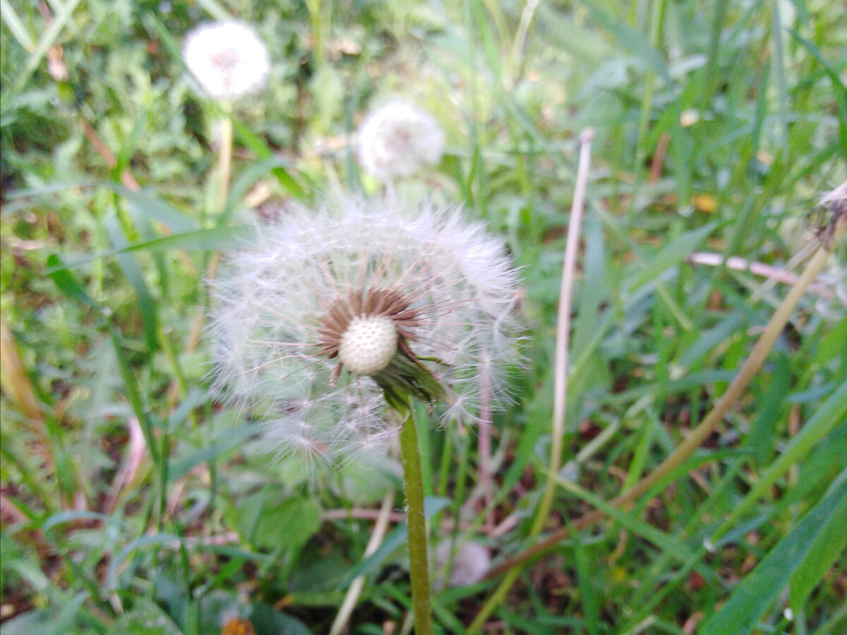 Личное фото. Одуванчик.