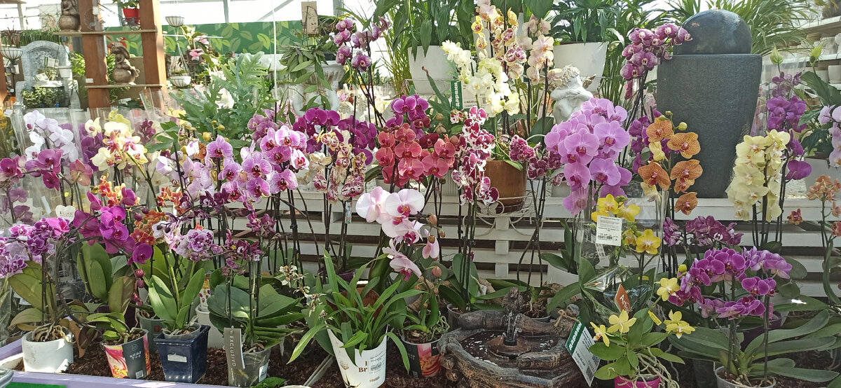 Отдел цветочного магазина, где продаются орхидеи, пройти невозможно