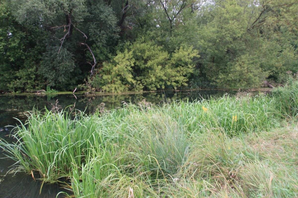    Большие проблемы малой воды.