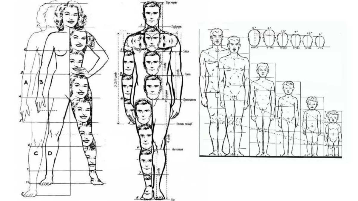 Пропорции человека в частях. Пропорции тела человека. Пропорции головы и тела человека. Соотношение пропорций тела человека. Основные пропорции тела человека.