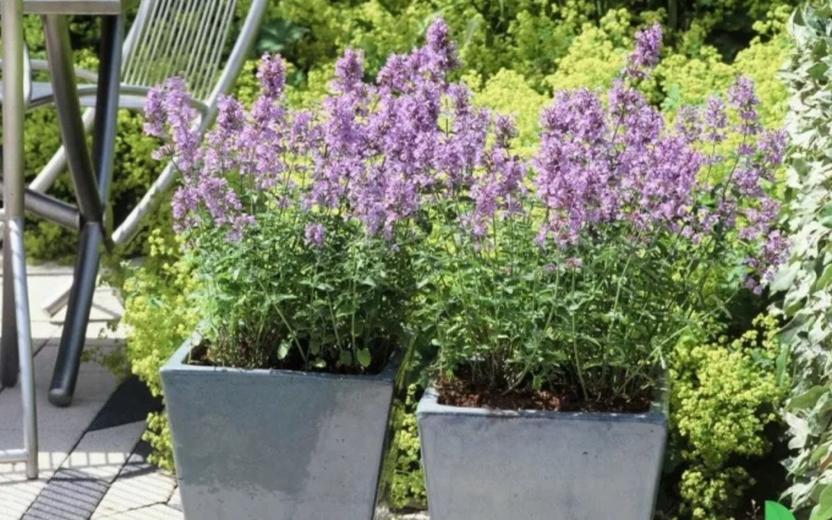 Устойчивые к засухе растения для кашпо | 🌿Школа садоводов Марии В. | Дзен