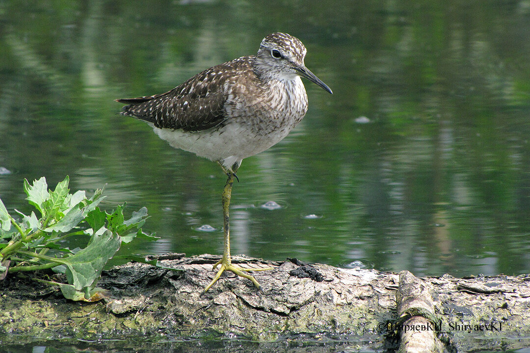 Потом после каждого отлёта куликов, я подтягивал присаду к укрытию сантиметров на 20. Вот вам совсем не настороженный ФИФИ. 