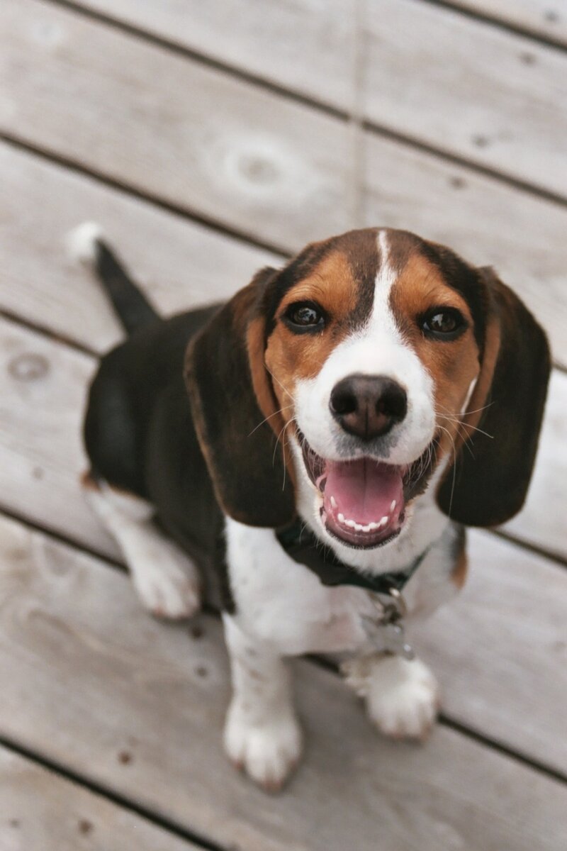 Beagle порода собак