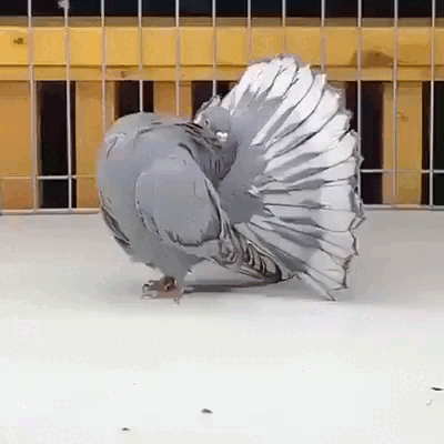Веерохвостый голубь: Селекционеры завернули позвоночник этих птиц в бараний рог. Зачем нужна эта порода?