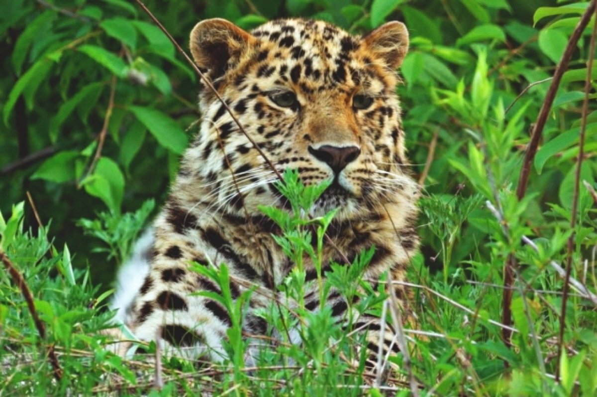    Дальневосточных лесных котят перепутали с детенышами леопарда