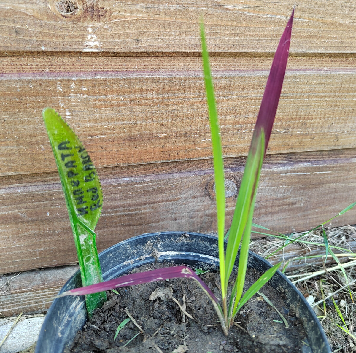 Императа цилиндрическая. Куплена в питомнике Гарденплантс.