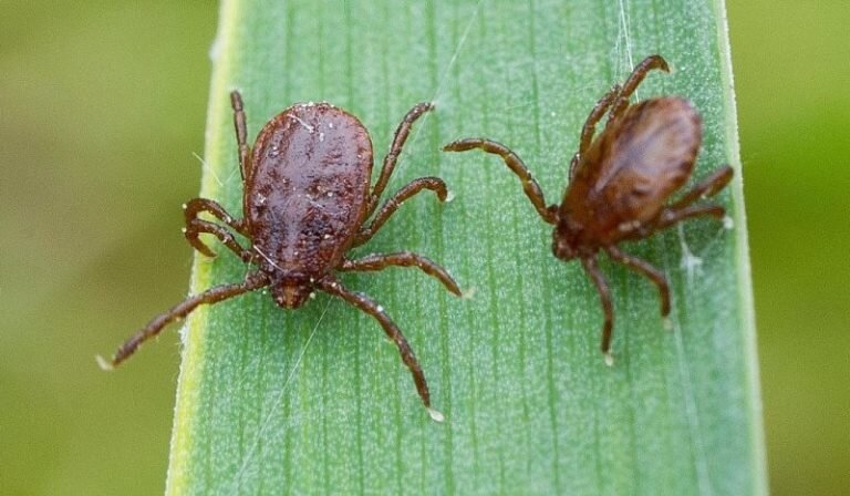    В Оренбуржье выявлен уже второй случай заражения клещевым вирусным энцефалитом Белов Михаил Александрович