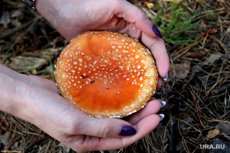    Специалисты не рекомендуют употреблять мухоморы