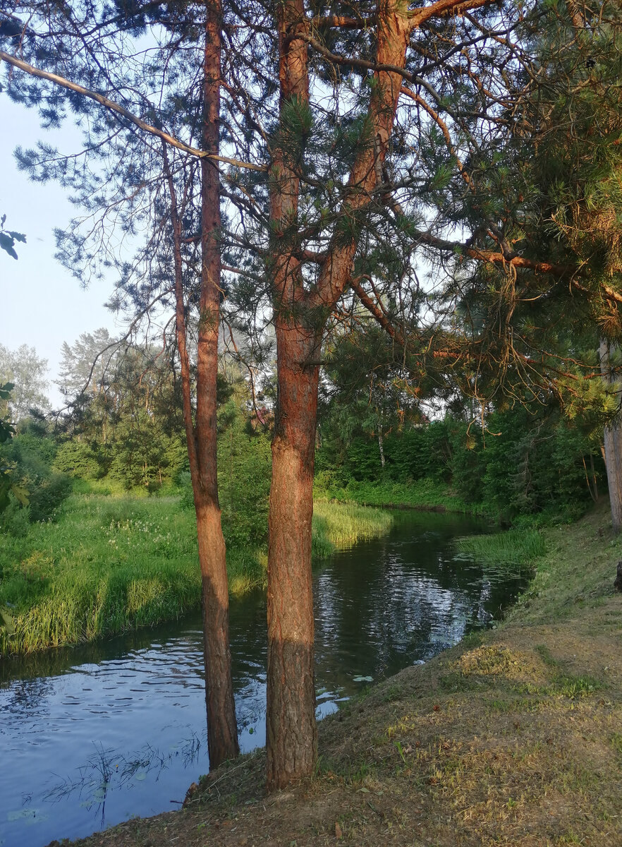 Речушка Эсса. Сосновый лес. Вечер вечерок😜