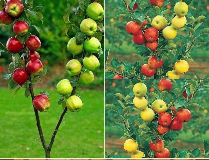 В саду где растут яблоки 2 сортов. Яблоня Райская колоновидная. Прививка разных сортов у яблони. Привитые деревья разных сортов. Несколько сортов яблок на одном дереве.