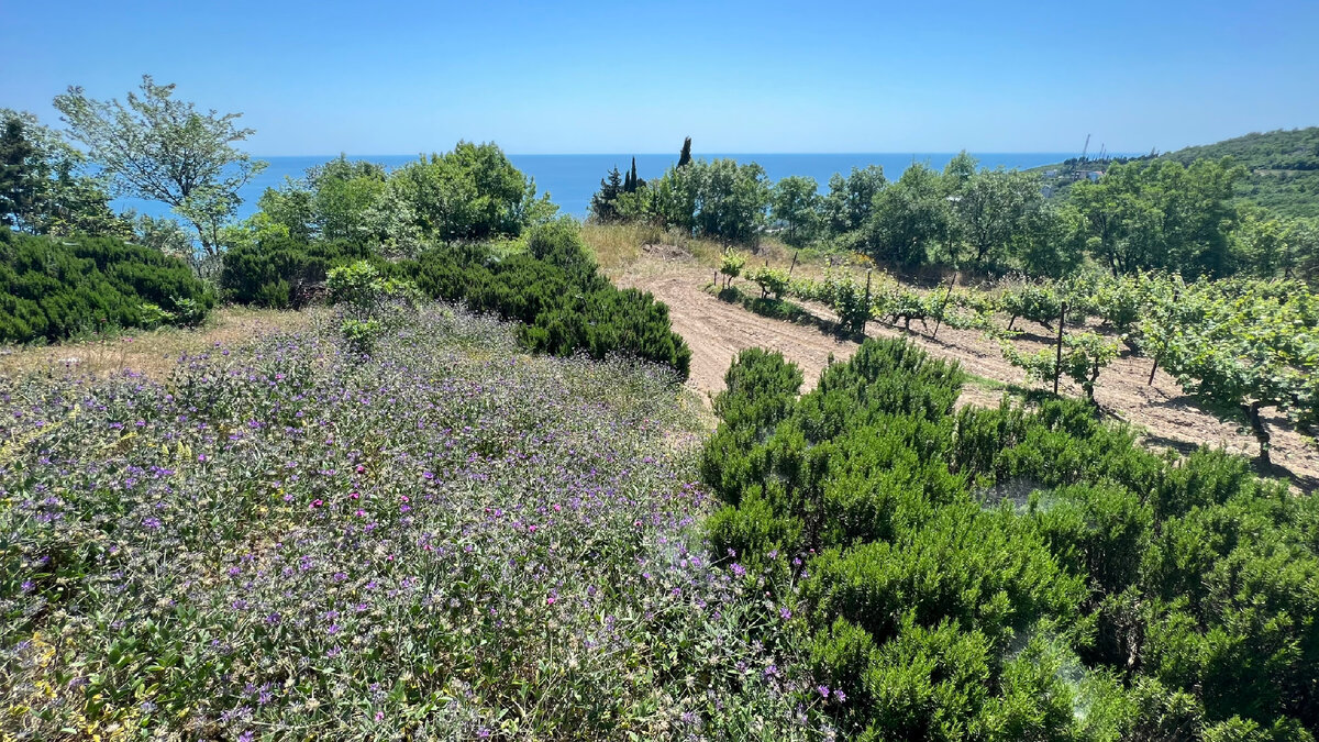 Это - та самая кромка виноградника близ древних Кучук и Биюк Ламбатов. Земля насыщена свидетельствами бытования древних цивилизаций. 