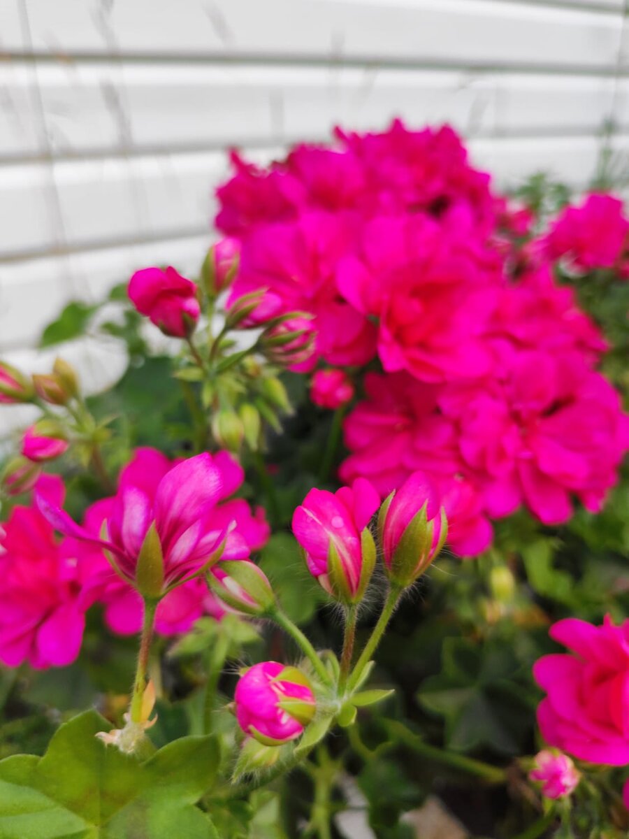 Пеларгония плющелистная Corriente Hot Pink