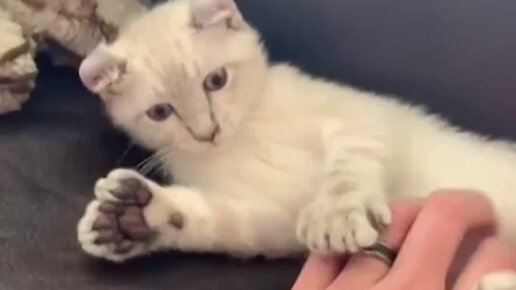 КОТ | Котик с очень необычными лапками #ролики #животные | Дзен