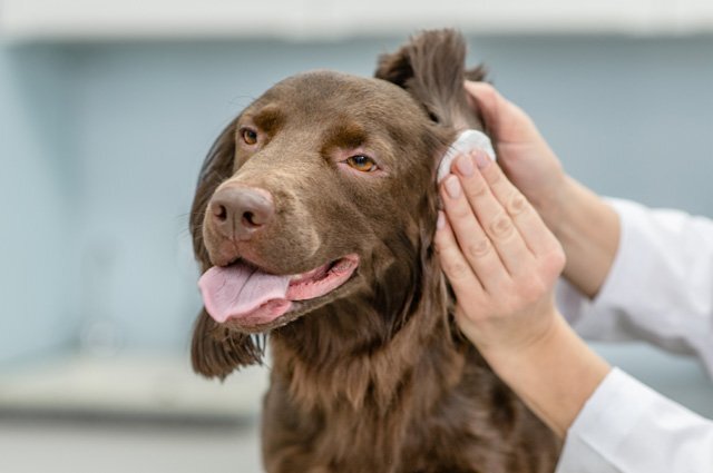    Что за опасный для людей грибок нашли в ушах у собак?