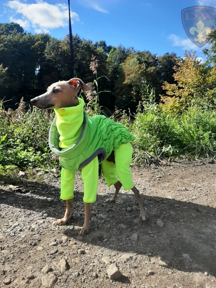 Костюм флис для левретки