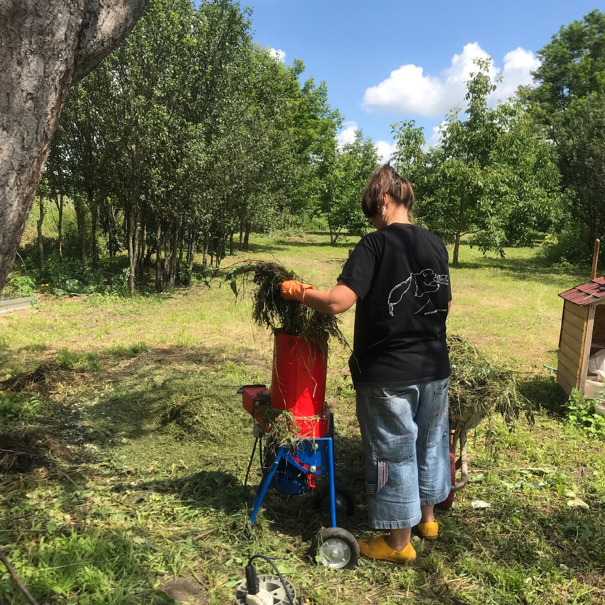 Лена измельчает траву в мульчу