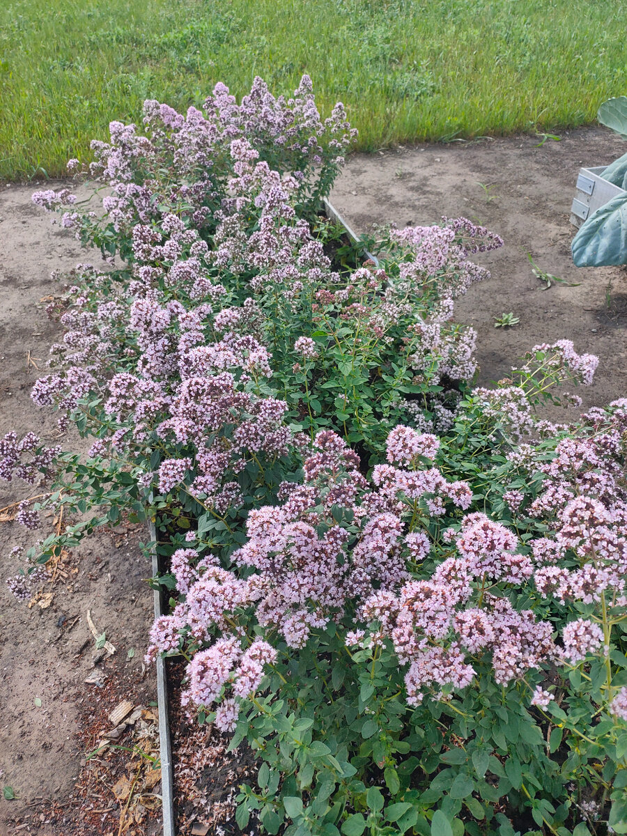 Душица готова к сбору. Фото автора.