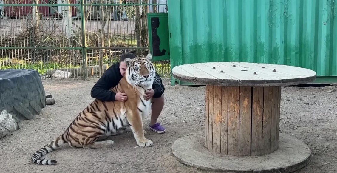    Фото: скриншот из видео хосписа "Дом тигра"