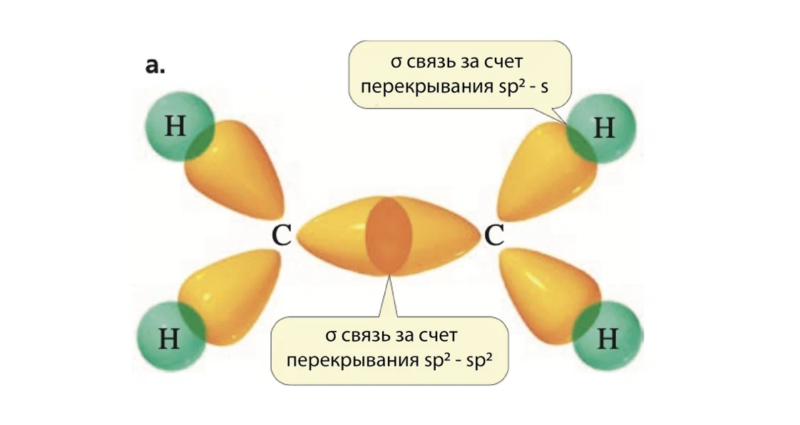 Гибридизация пшеницы. Sp2a. Вектор sp2.