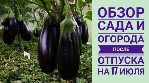 ОБЗОР САДА И ОГОРОДА ПОСЛЕ ОТПУСКА НА 17 ИЮЛЯ. ВСЕ РАСТЕТ И ЦВЕТЕТ 🌱🌺🌹🏵️💮