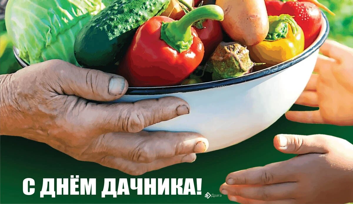 День дачника. Иллюстрация: «Курьер.Среда»