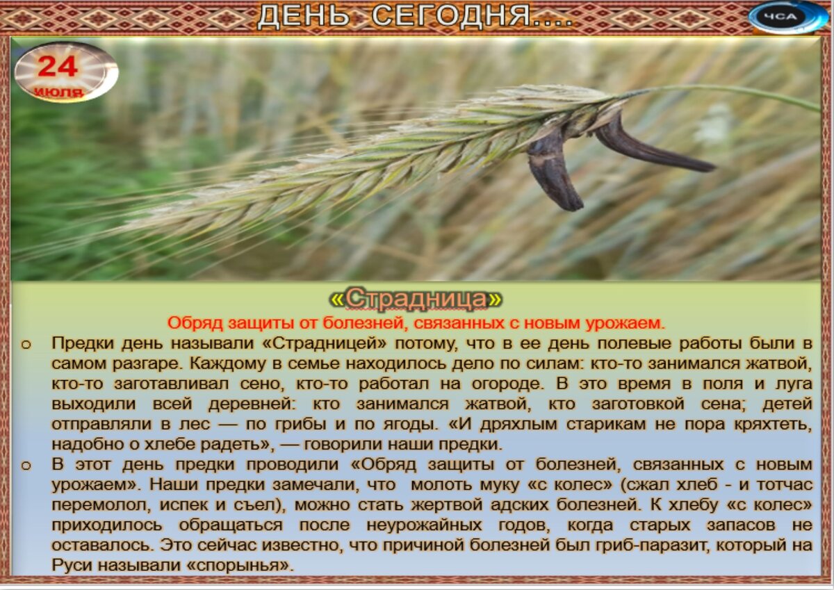 4 июля приметы и поверья. Спорынья гриб паразит. Алкалоиды спорыньи. Спорынья поражает. Спорынья - гриб, поражающий
