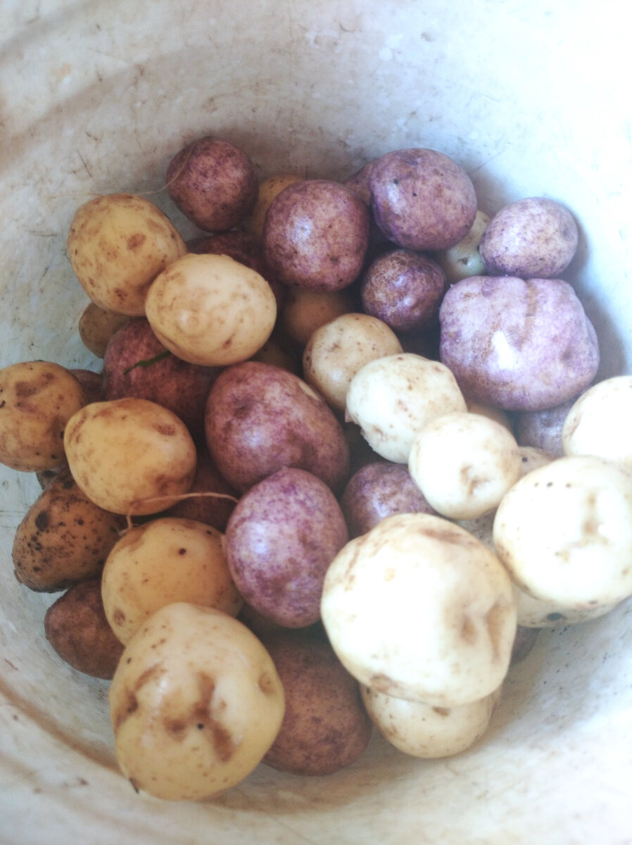 Молодая картошка. Фото дачника