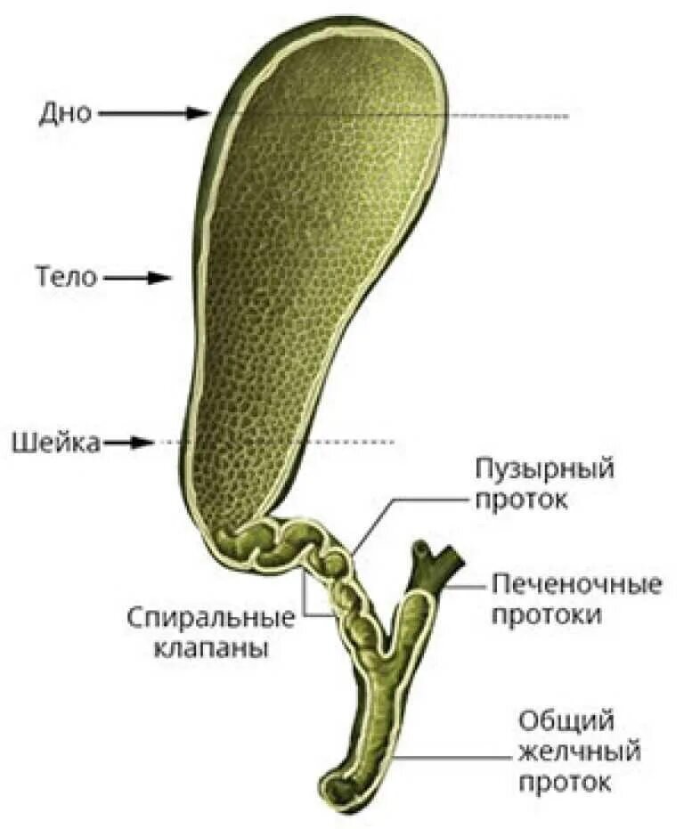 Желчный пузырь шейка тело