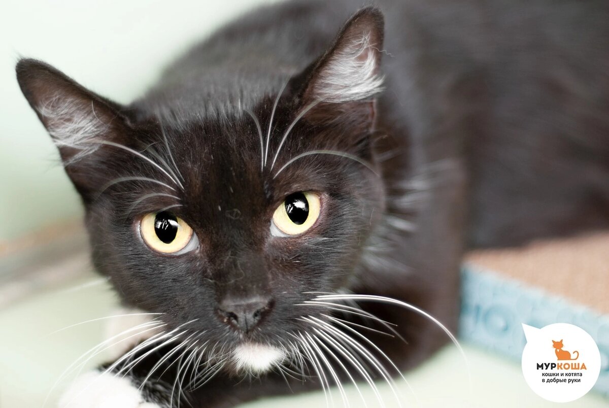 Черно-белую Сафану нашли на улице.