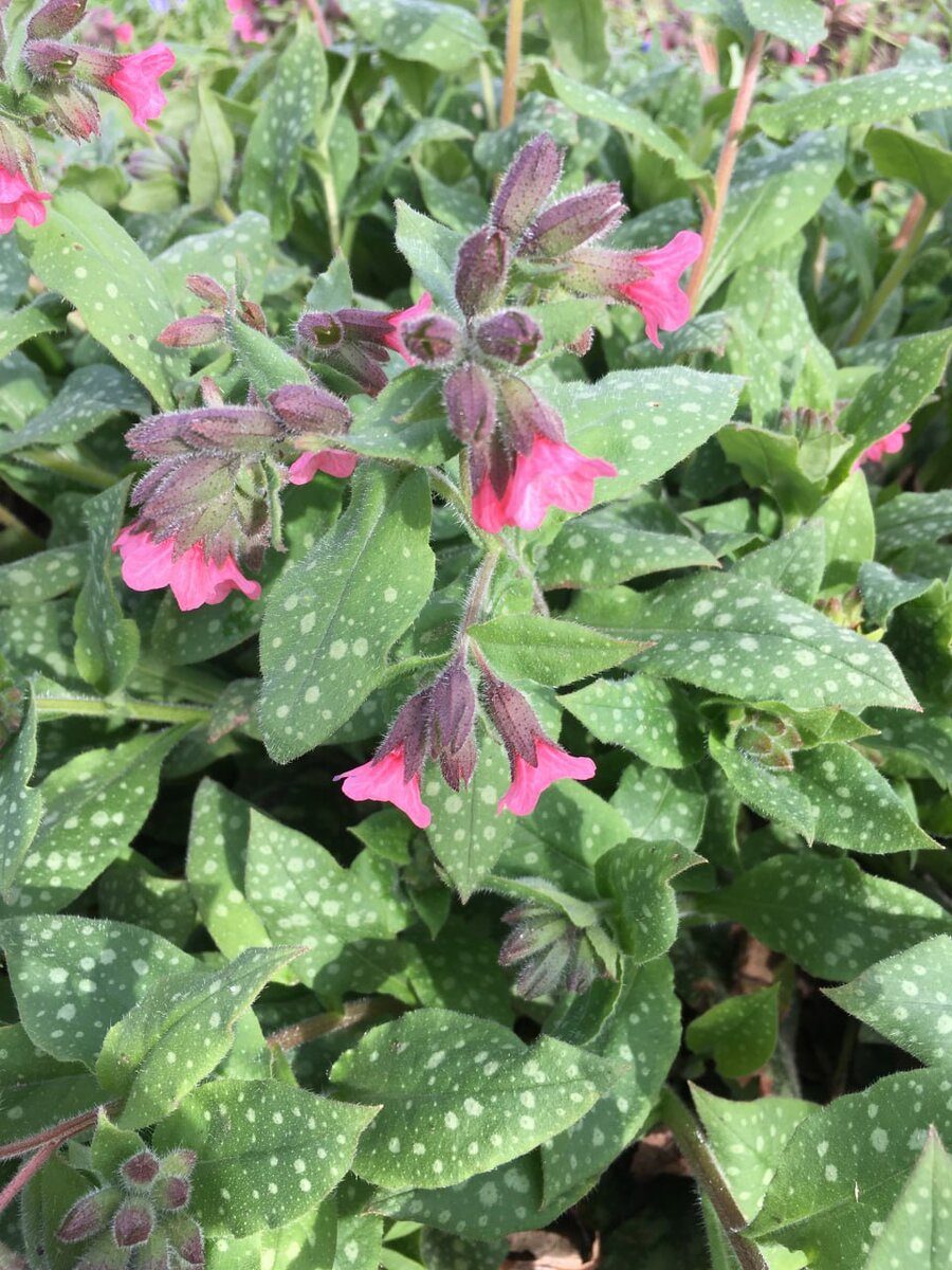 Медуница сахарная начало цветения