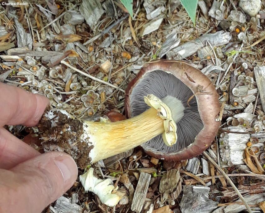 Гриб темно коричневая шляпка. Белый пластинчатый гриб на толстой ножке. Пластинчатый гриб с толстой ножкой. Коричневый гриб с юбочкой. Грибы с коричневыми пластинками.