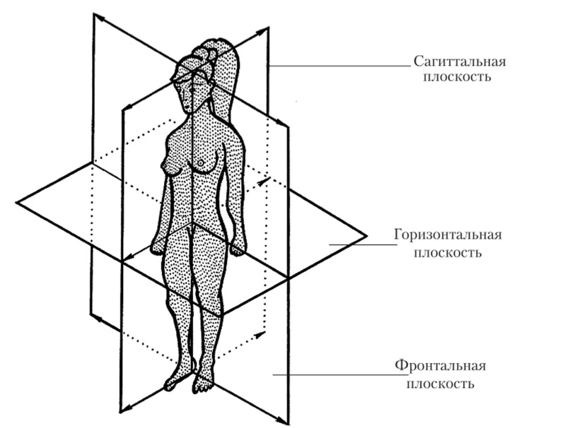 Мышечная система человека