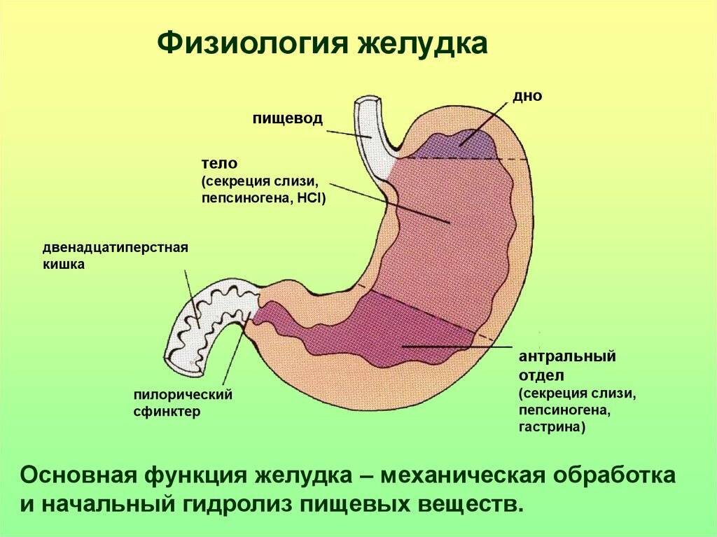 Желудок расположение строение функции