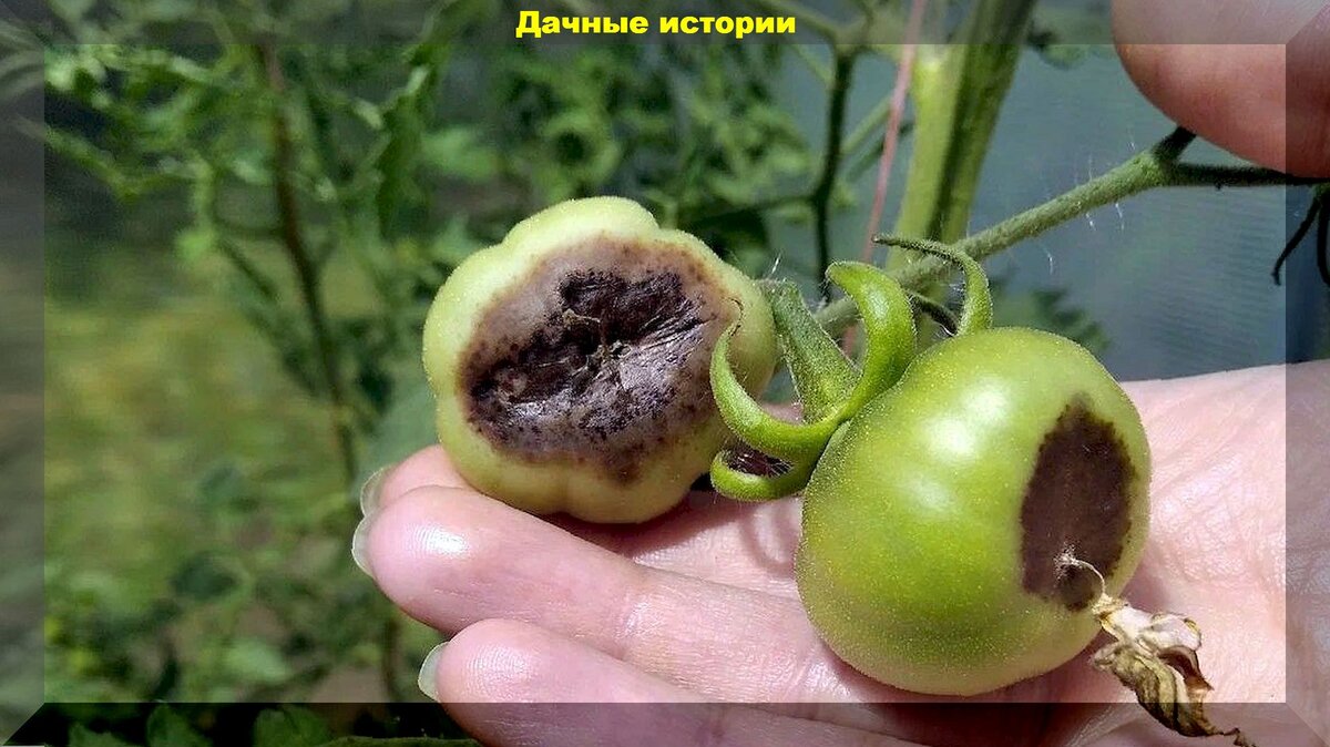 https://vk.com/photo-159774511_457261492. Вершинная гниль томата