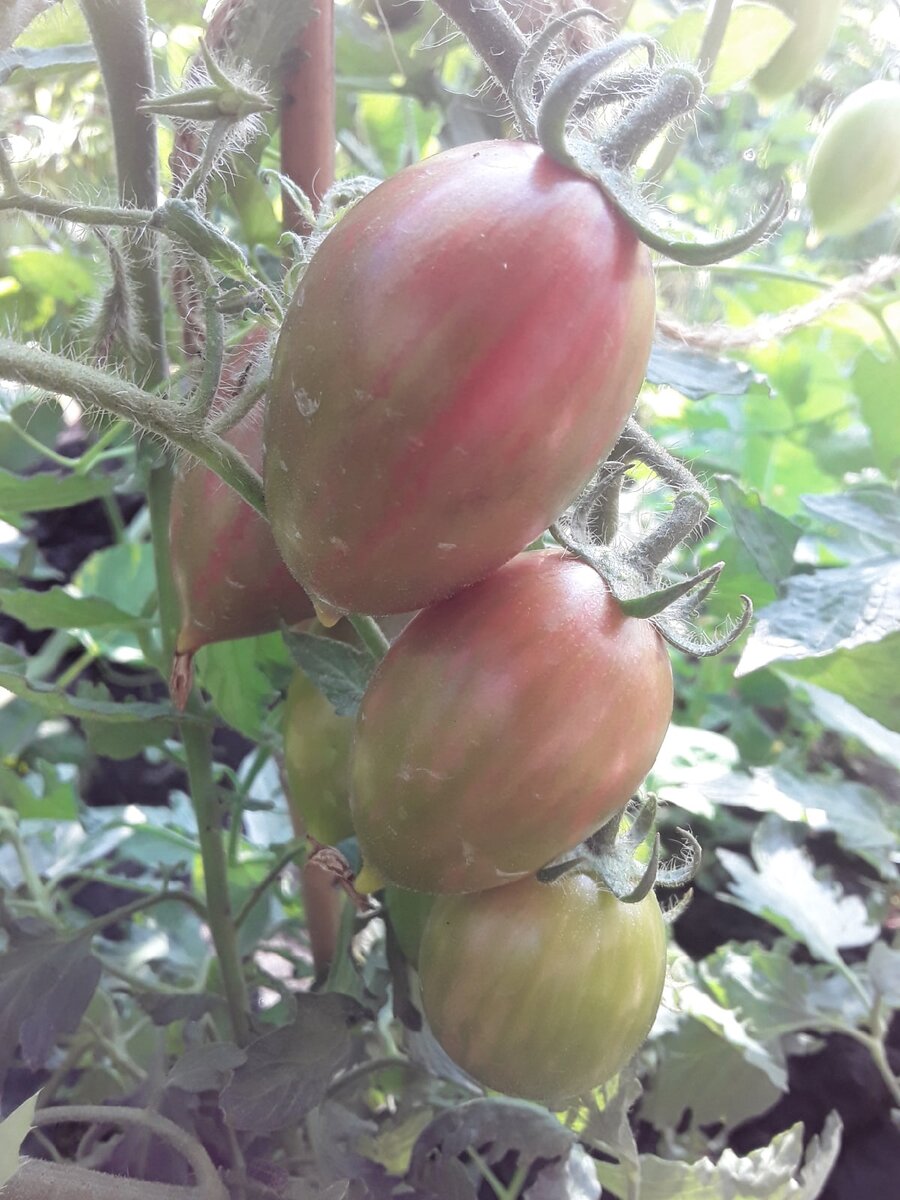 Сорт Candy Sweet Icicle