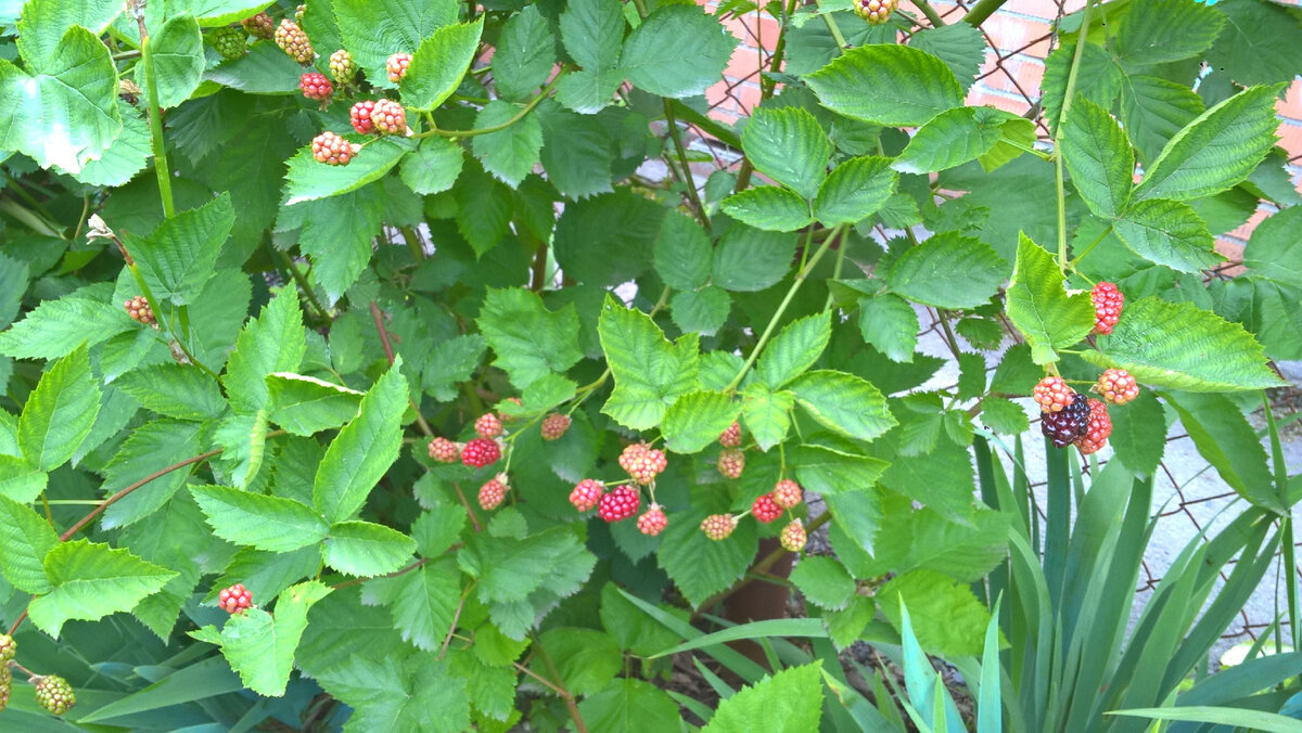 Ежевика выполняет роль живой изгороди, правая сторона 02.07.2023