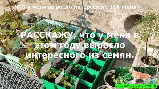 Расскажу, что интересного вырастила в этом году из семян. Рассада, которая в большинстве своем осталась лишней.